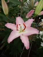 [4344 Sheila TLS VZ No202.JPG]